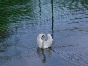 А белый лебедь на пруду....jpg