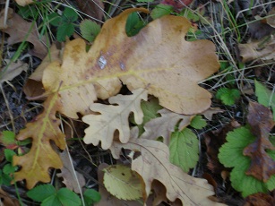 Осень,осень...Лес остыл и листья сбросил....jpg